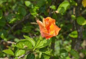 Orange Hibiskus Blume mit schön Blütenblätter und Pollen Blühen im das Garten von Bangkok, Thailand foto