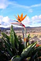 Hintergrund mit Blumen foto