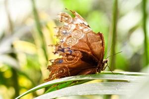 Hintergrund mit Schmetterling foto