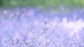 lila blumenblüte auf dem feld, schönes wachsen und blumen auf der wiese, die morgens blühen. weiche pastellfarben auf natur-bokeh-hintergrund, vintage-stil foto