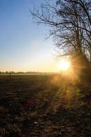 Bäume im Wald foto