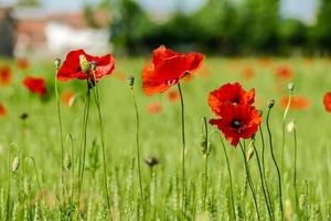 ein Feld mit Mohnblumen foto