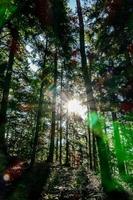 szenisch Wald Landschaft foto