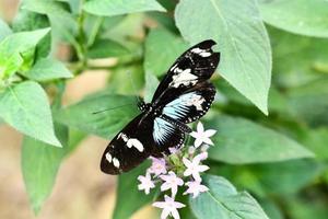 Hintergrund mit ein Schmetterling foto