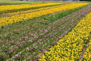 Hintergrund mit Blumen foto