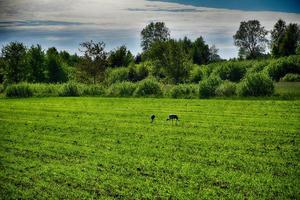 zweiwild Kräne Gehen auf ein Frühling Grün Wiese foto