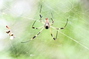 Spinne im Netz foto