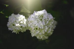 Blume von ein Viburnum Busch im Nahansicht gegen ein Hintergrund von Grün Blätter auf ein warm Frühling Tag foto