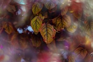 Herbst Gold braun Blätter auf ein Baum auf ein sonnig Tag mit Bokeh foto