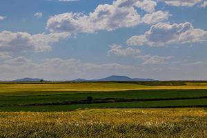 schön natürlich landwirtschaftlich Hintergrund Weizen im das Feld warm Sommer- Vor Ernte foto