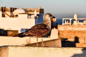 Möwe thront auf das Dach foto