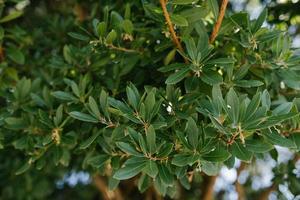 immergrün Rhododendron Blätter wachsend im das Garten foto