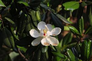 Magnolie Blume blühte auf das tief Grün Hintergrund. foto