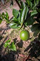 Grün Malta Zitrus, nackt 1 Süss Malta Obst hängend auf Baum im Bangladesch. foto