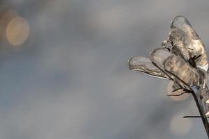 Eiszapfen auf einem kahlen Ast foto