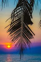 Silhouette einer Palme foto