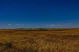 schön natürlich landwirtschaftlich Hintergrund Weizen im das Feld warm Sommer- Vor Ernte foto