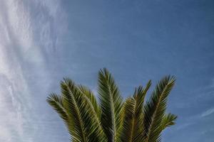 natürlich Hintergrund Grün Palme Blätter gegen das Blau Himmel foto