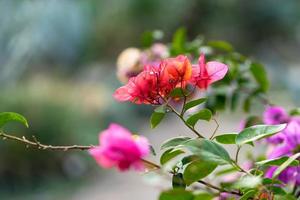 hellrosa Bougainvillea-Blumen mit einem unscharfen grünen Hintergrund in Sotschi, Russland foto