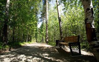 hölzern Bank in der Nähe von Weg im Schatten von Bäume Sommer- Wald Park im sonnig Tag. foto