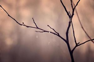 einsam blattlos Baum Geäst mit Tropfen von Wasser nach ein November kalt Regen foto