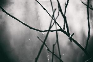 einsam blattlos Baum Geäst mit Tropfen von Wasser nach ein November kalt Regen foto