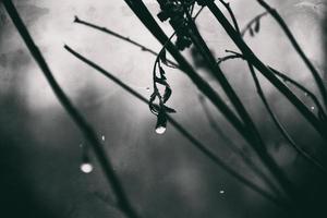 einsam blattlos Baum Geäst mit Tropfen von Wasser nach ein November kalt Regen foto