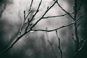 einsam blattlos Baum Geäst mit Tropfen von Wasser nach ein November kalt Regen foto