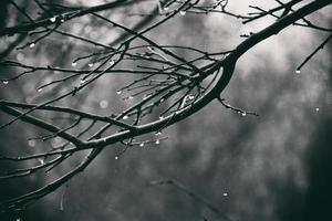 einsam blattlos Baum Geäst mit Tropfen von Wasser nach ein November kalt Regen foto