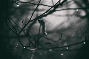 einsam blattlos Baum Geäst mit Tropfen von Wasser nach ein November kalt Regen foto