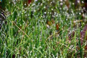 Frühling Hintergrund mit jung Gras Klingen im Tropfen von Morgen Tau im das warm Sonne foto