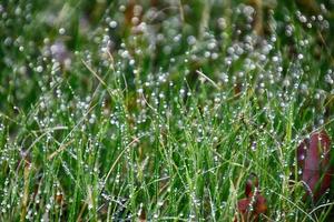 Frühling Hintergrund mit jung Gras Klingen im Tropfen von Morgen Tau im das warm Sonne foto