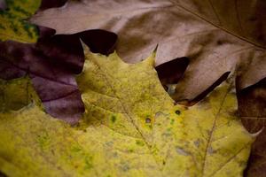 Hintergrund mit Herbst farbig Ahorn Blätter foto