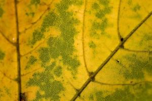 Hintergrund mit Herbst farbig Ahorn Blätter foto