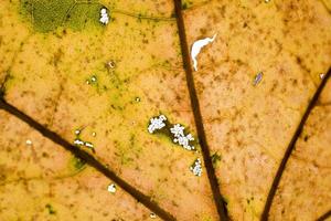 Hintergrund mit Herbst farbig Ahorn Blätter foto