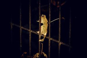 Herbst golden Ahorn Blatt auf ein Metall Zaun foto