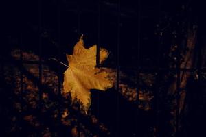 Herbst golden Ahorn Blatt auf ein Metall Zaun foto