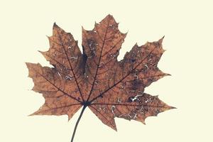 braun Herbst Ahorn Blatt isoliert auf Weiß Hintergrund foto