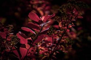 rot Blätter von ein Busch im das warm Herbst Sonne foto