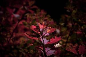 rot Blätter von ein Busch im das warm Herbst Sonne foto