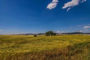 schön natürlich landwirtschaftlich Hintergrund Weizen im das Feld warm Sommer- Vor Ernte Landschaft foto