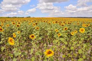 Sonnenblumenfeld im Sommer foto