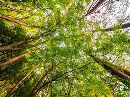 große Bäume im Wald, niedrige Engelsansicht foto