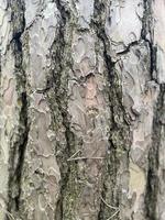Baum bellen, Rinde Hintergrund, Hintergrund foto