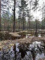 Fluss im Wald foto