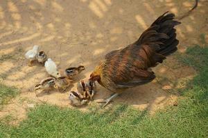 Henne Aufzucht Küken im das Garten foto