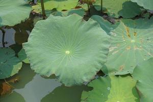 Lotus Blatt im das Garten Teich foto