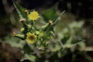 schließen oben von wild Blumen im das Gras foto