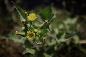 schließen oben von wild Blumen im das Gras foto