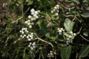 schließen oben von wild Blumen im das Gras foto